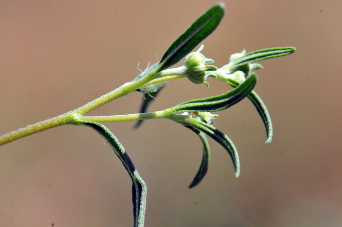 Longleaf False Goldeneye, Heliomeris longifolia
